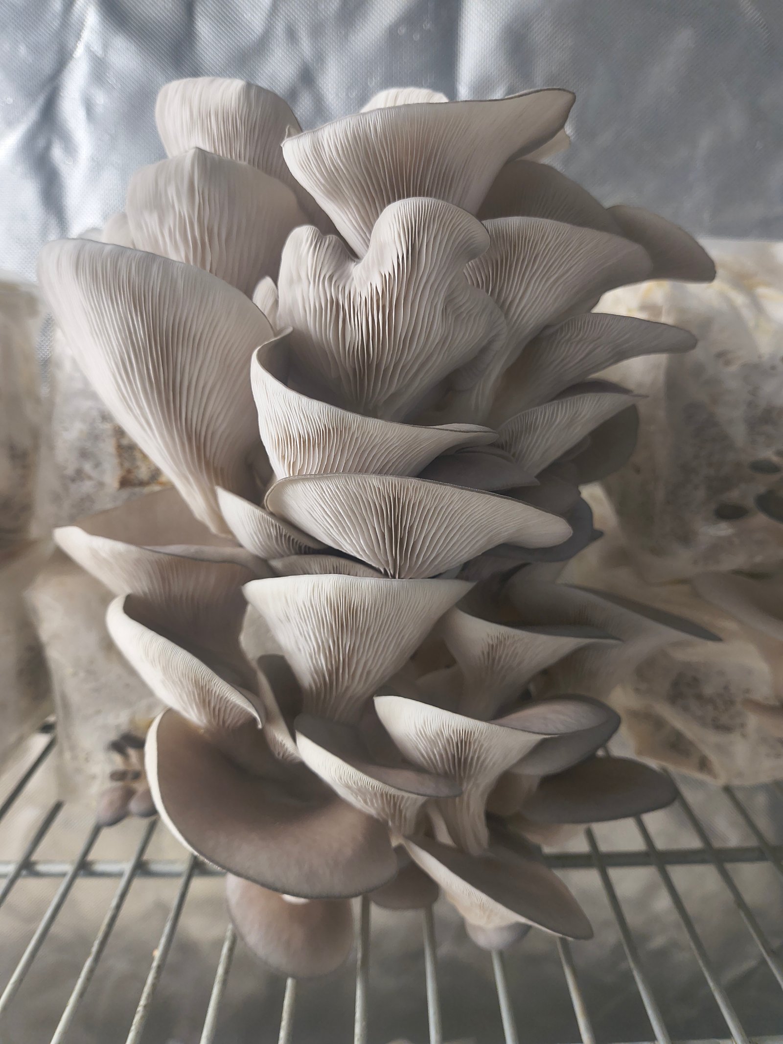 Oyster Mushrooms