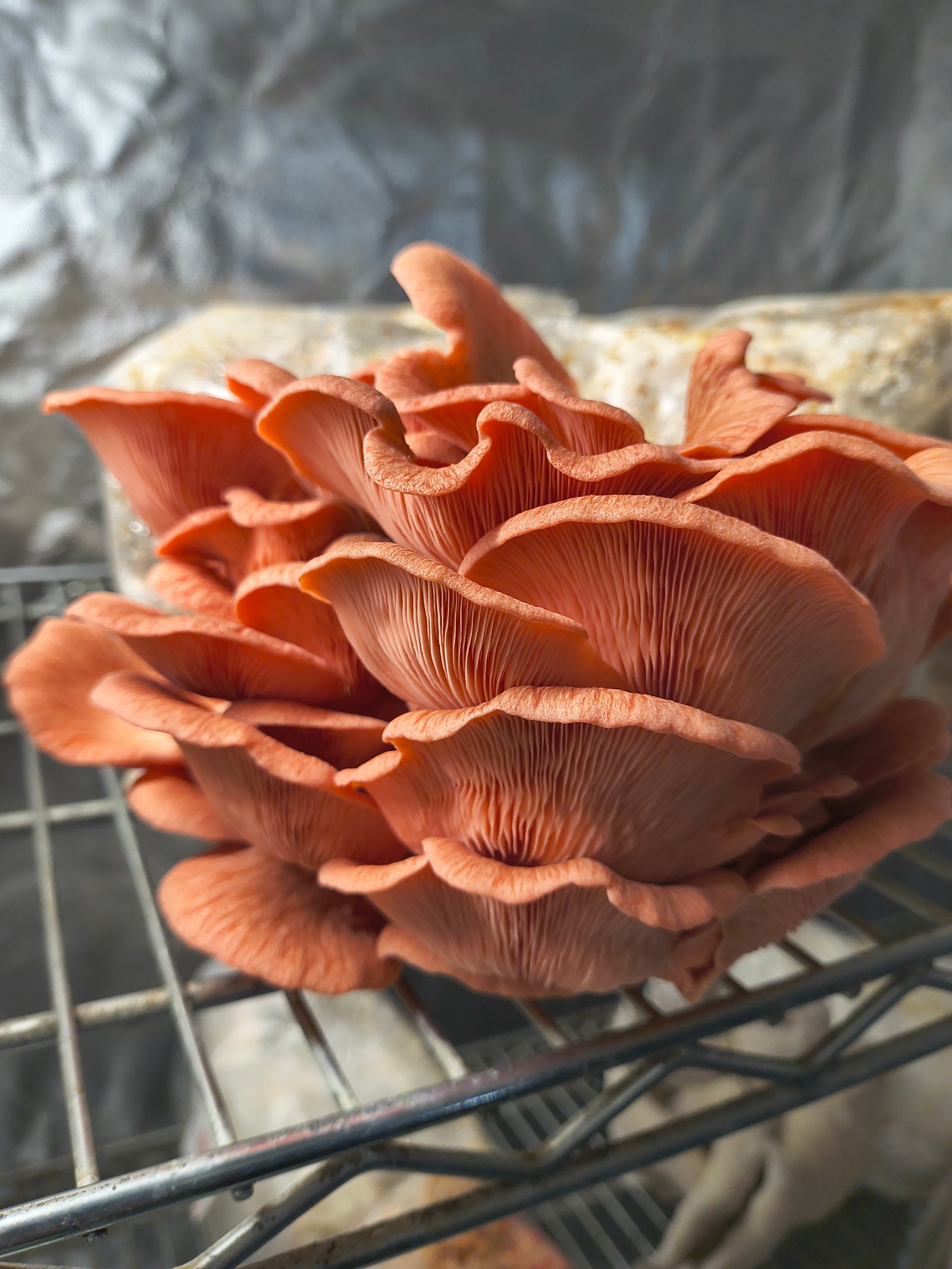 Pink Oyster Mushrooms